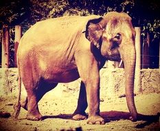 portrait of an african elephant