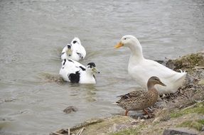 Landscape with the ducks in the pond