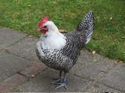 Chicken in the wildlife