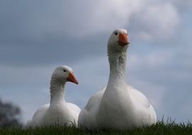 white Geese pair resting on grass