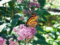 monarch butterfly on the milkweed