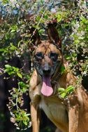 portrait of a friendly belgian shepherd dog