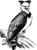 Eagle in rainforest