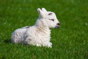 charming Baby lamb