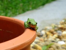 green frog on the plant pot