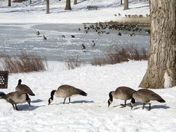 North American geese near the pond in winter