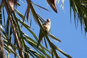 Parrot perched Palm leaf