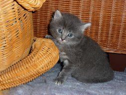 beautiful and cute grey Kitten