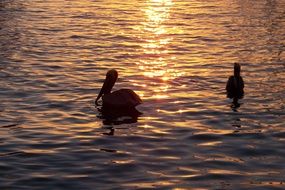 two Pelicans on water at sunset