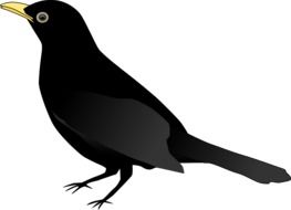 Clipart of Blackbird