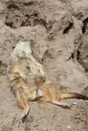 photography of a sleeping meerkat in the wildlife