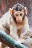 portrait of a little monkey among nature in Africa