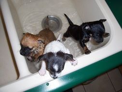 Bath Time for puppies
