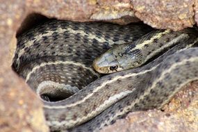 snake like a reptile