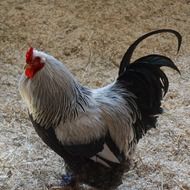 beautiful black white cock on a farm