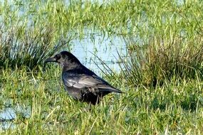 raven in a wet meadow on a sunny day