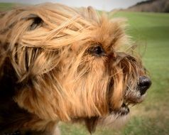 portrait of a dog in aggression