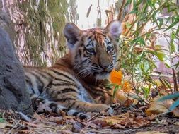 young tiger resting in a zoo