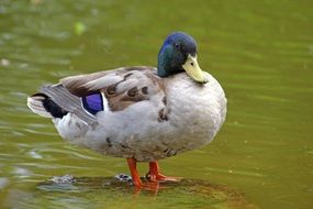 duck with colorful feathers on the water