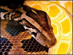 two colorful pythons close up