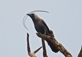 House Crow bird