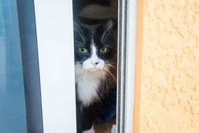 portrait of domestic cat with green eyes on the window
