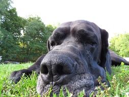 black dog's nose