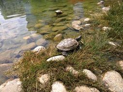 turtle on the green grass by the lake