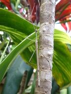 Camouflage For Insects