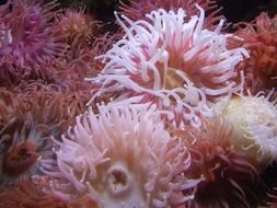 pink Anemone flower