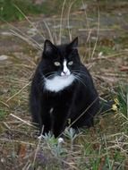 Fat cat in black and white colors