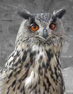 portrait of a spotted owl