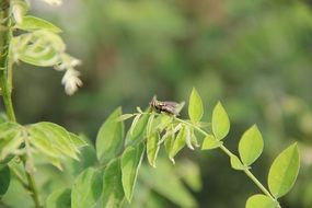 insect on a branch in nature