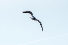 seagull in free flight