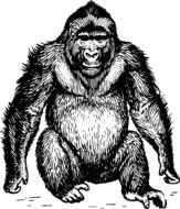 Ape Mammal drawing