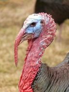 red turkey head closeup
