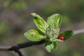 Macro photo of Ladybug on new leaves of apple tree