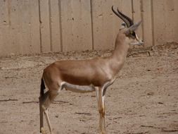 gazelle in the aviary