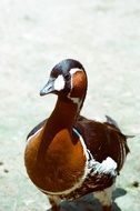 Duck Waterfowl Wild Bird