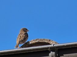 Sparrow on the Roof