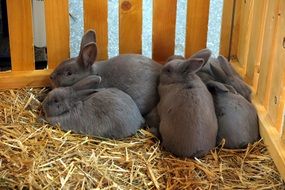 sweet grey rabbits