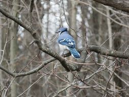 blue jay on a bare tree close-up