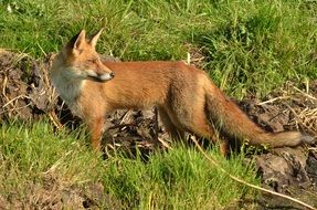 red Fox stays alert in wild