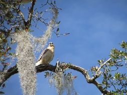Hawk Bird in nature