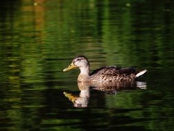 Beautiful and colorful duck in the river with reflections in Germany