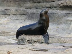 sea lion on stones in california