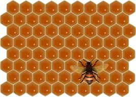 bee and honeycomb drawing
