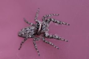 Jumping Spiders Macro