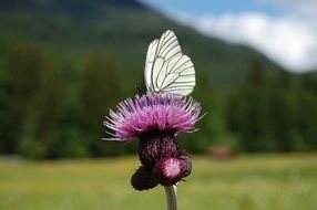 white butterfly on the thistle