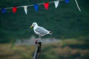 sea gull on the stand